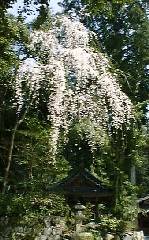 ��̐X�̎}����