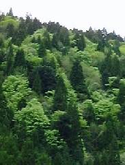 ���ƐV�΂̃��U�C�N