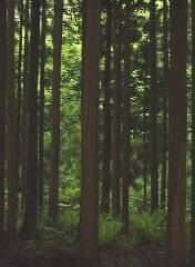 �k�R�̐��т̒�